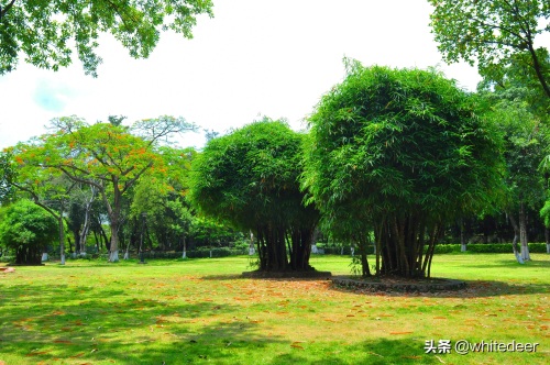 随拍公园 - 东莞 长安公园