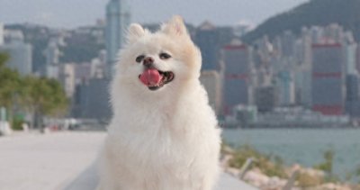 ​解密香港＂零流浪狗＂背后的三大原因