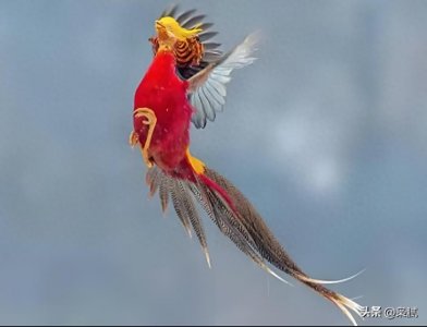 ​美国的国鸟是鹰，法国的国鸟是雄鸡，中国的国鸟是啥？却鲜有人知