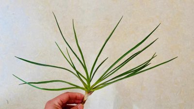 简单介绍本焕老和尚