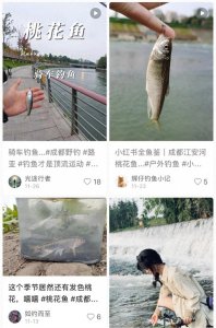 ​大量“桃花鱼”再现成都 见证锦江绿色蝶变