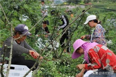 ​8月大量成熟，摘下2天就变质，干品一斤40元，在南方热卖