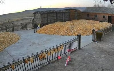 ​“老虎进村伤人”之后：如何防范？谁来赔偿？捕获后要不要放归？