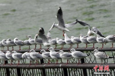 300余只海鸥抵达滇池 昆明迎来观鸥季