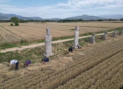 ​千年守望 宋陵迎来麦收季