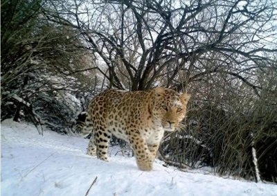 ​当 90 岁老人深夜求助，才懂比豹子更危险的，是村庄正在消失