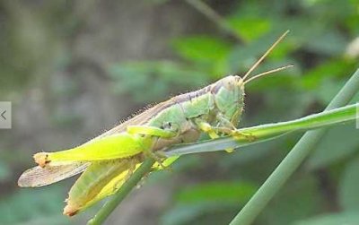 ​蝗虫的营养价值和功效 蝗虫的防治办法