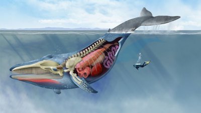 ​海洋中遭人唾弃的藤壶，到底有多可怕？看看鲸和海龟的下场就懂了