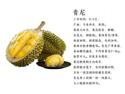 ​榴莲的品种及特点（二）