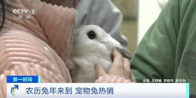 宠物界“新秀”登场!萌兔热销,垂耳兔销售最火爆!每月饲养开销约一百多元