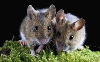 ​1967年，老外提着两只老鼠出境，竟引出重大的“天字一号”间谍案