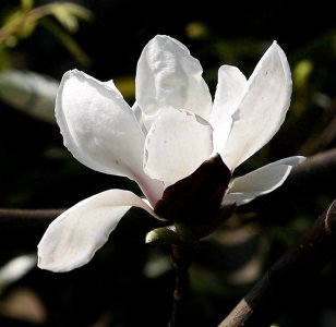 ​玉兰花俏报春到，10幅美图请君赏