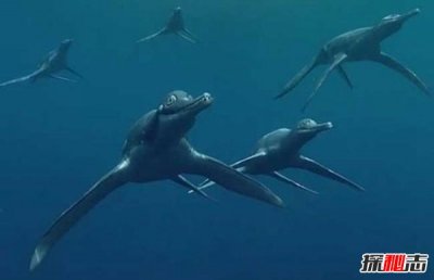 ​海洋十大霸主排名