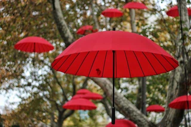 大门口外栽什么树好（大门外栽什么树最吉利）