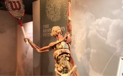 ​什么是大体老师？医学和科普用的大体老师，是如何制作出来的？