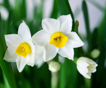 ​水仙花有毒吗 水仙花怎么养