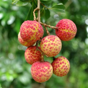 ​一颗荔枝55.5万！但是和古代比起来，还是太便宜了