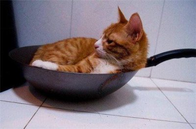 ​广东人说，猫肉这样做细嫩甜口堪比兔肉，喵喵这么可爱怎么能吃它