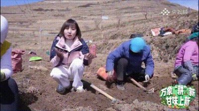​宕昌道地药材上央视啦！